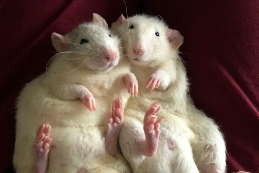 2 Крысы Дамбо