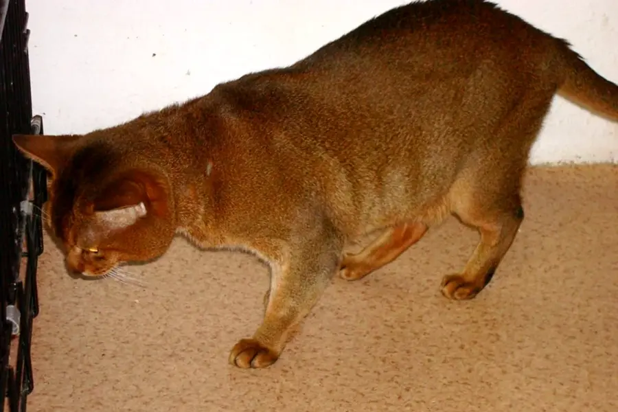 Абиссинская кошка толстая