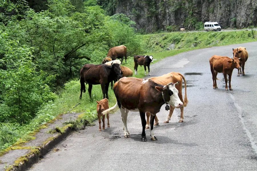 Абхазия коровы на шоссе
