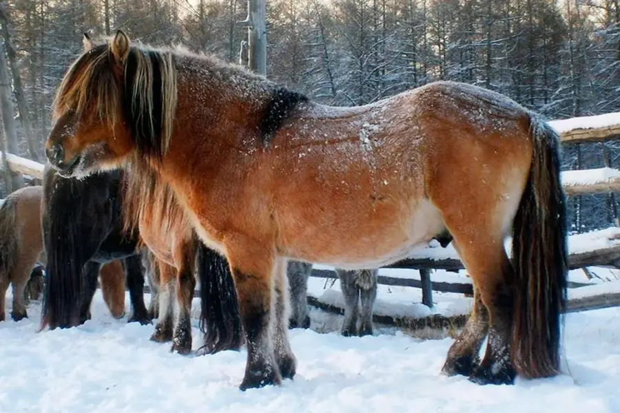 Аборигенная Якутская лошадь