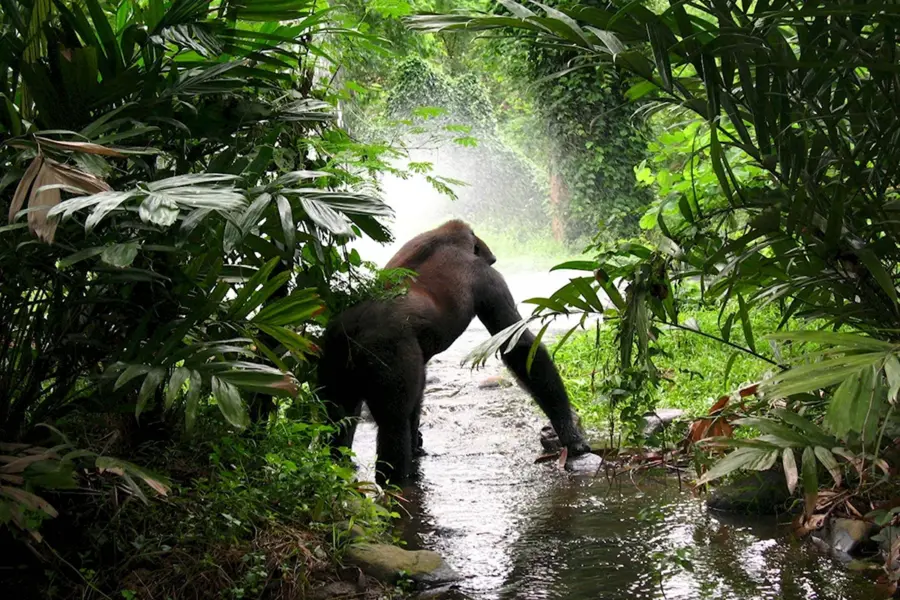Африканские джунгли с шимпанзе
