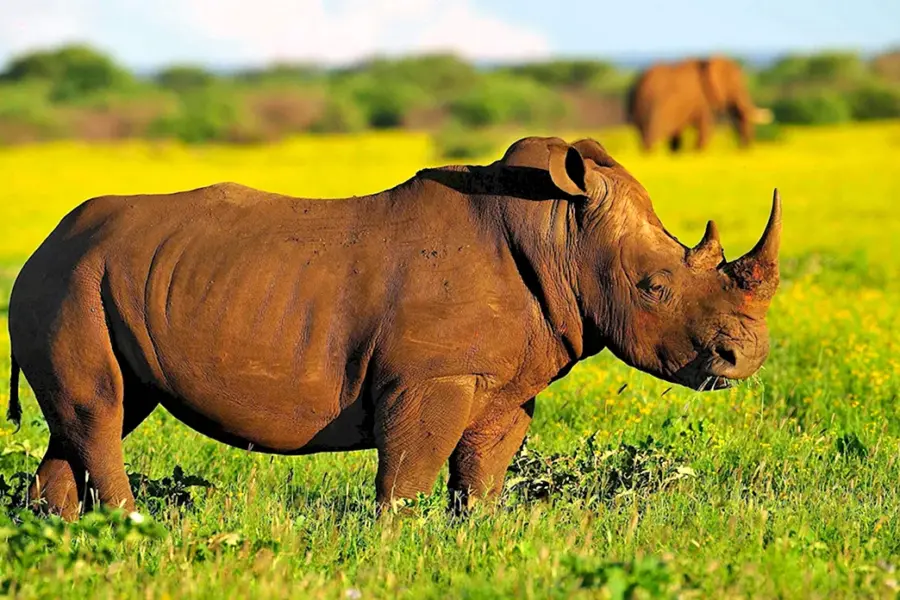 Африканский белый носорог