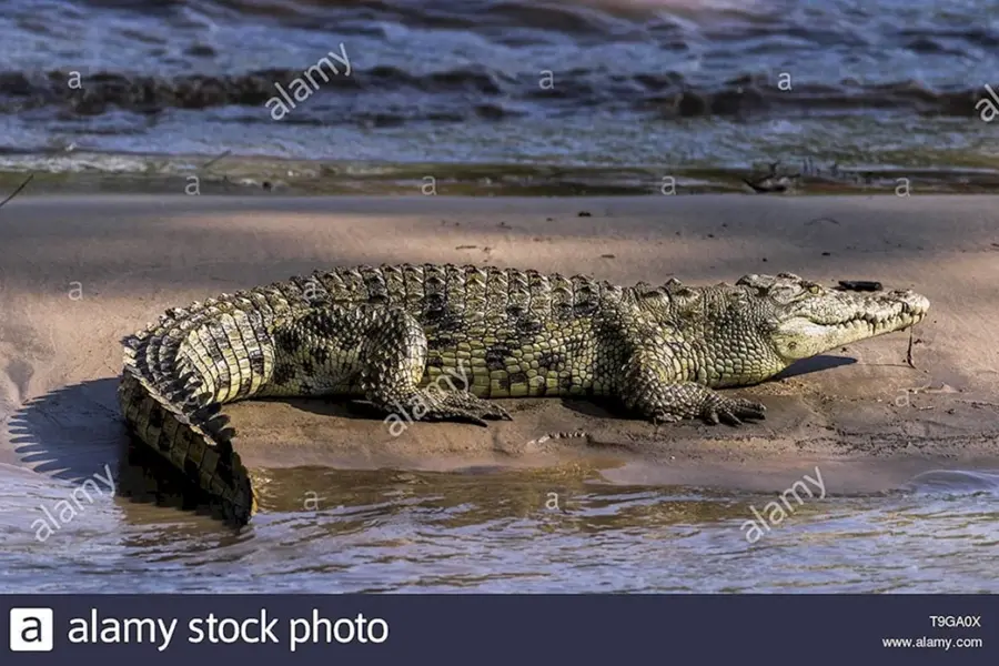 Африканский Нильский крокодил