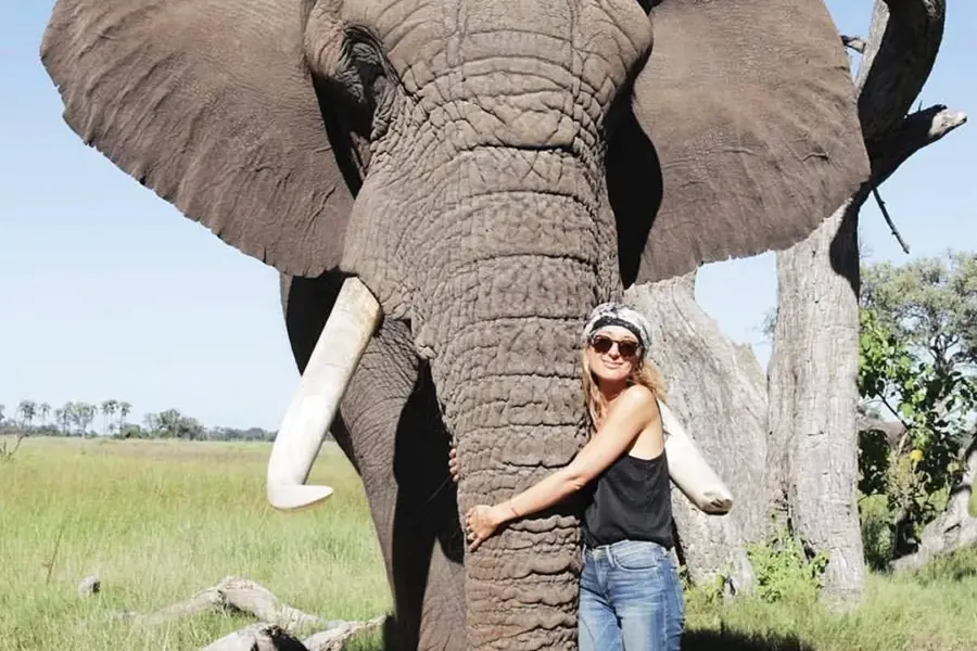 Африканский саванный слон рост