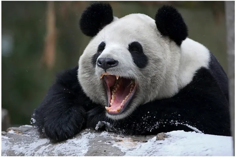 Агрессивная Панда