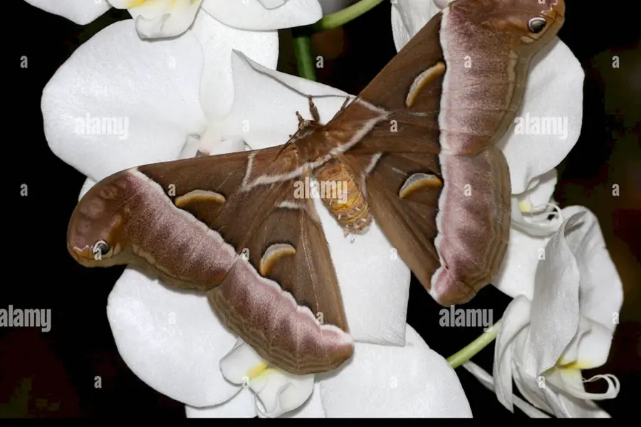 Айлантовый шелкопряд бабочка