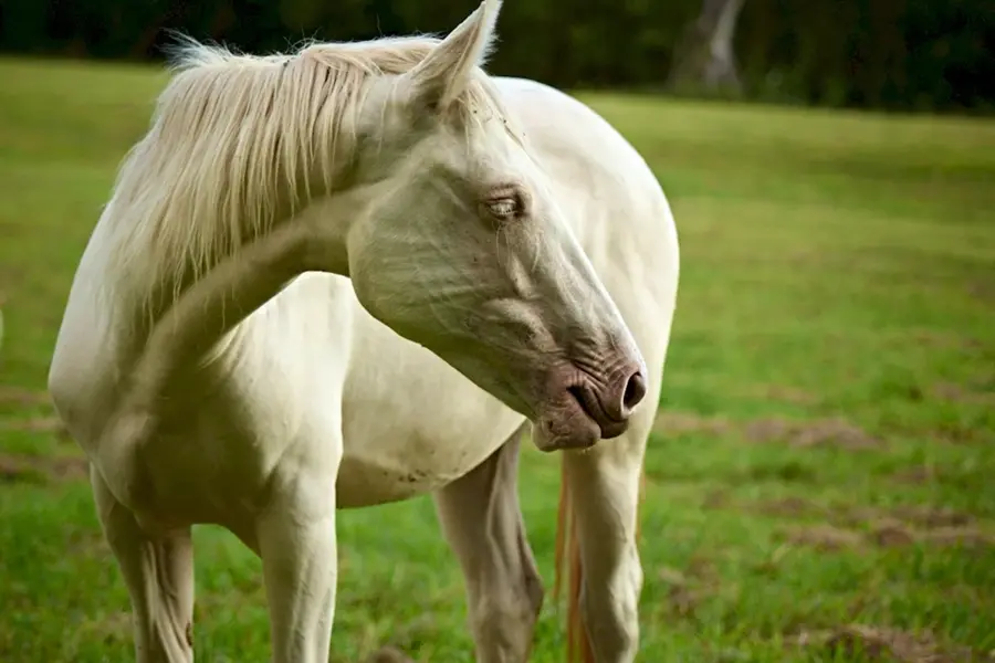 Ахалтекинская лошадь альбинос