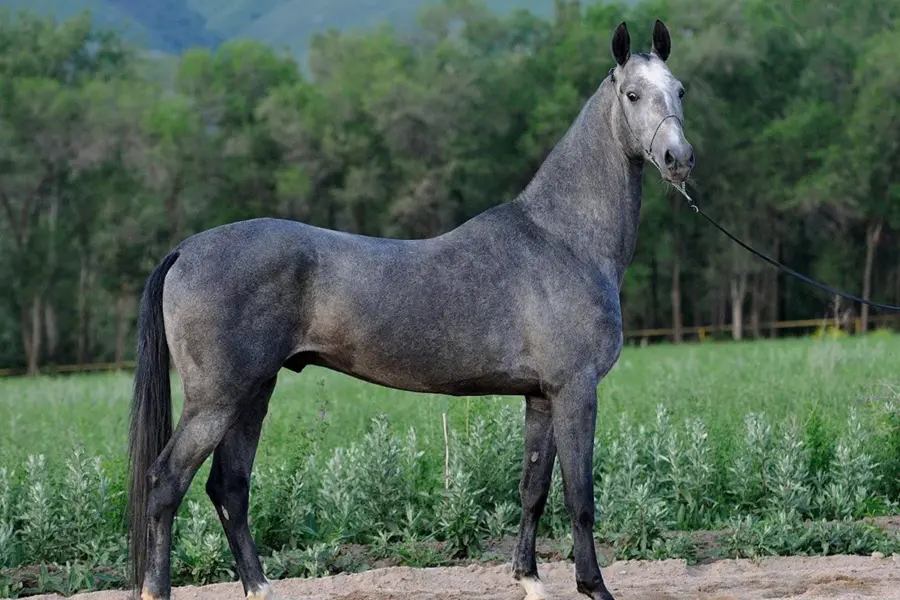 Ахалтекинская лошадь караковой масти
