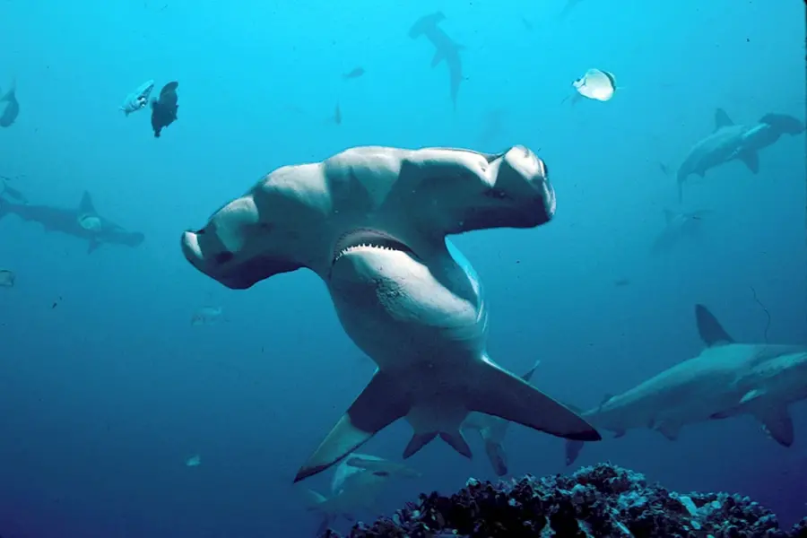 Акулы индийского океана