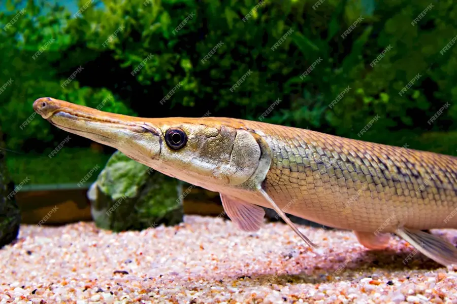 Аквариумная рыбка с длинным носом