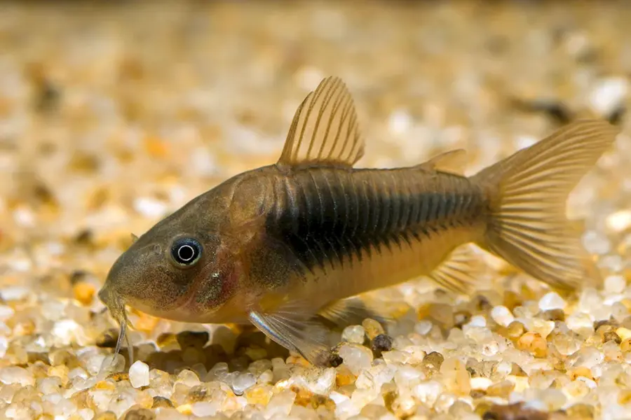 Аквариумная рыбка сомик коридорас