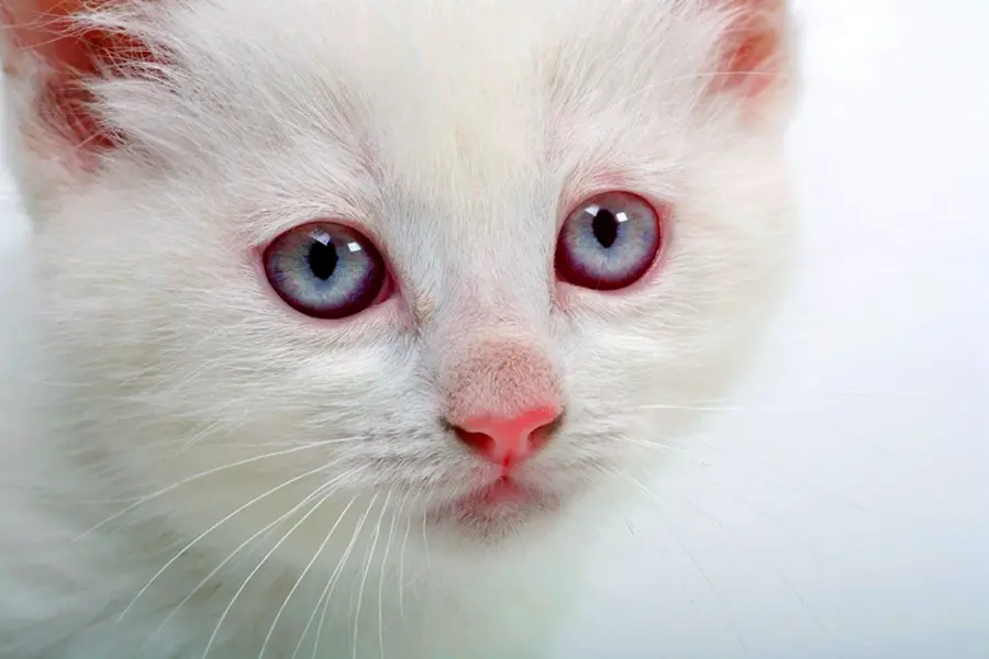 Альбинизм у кошек