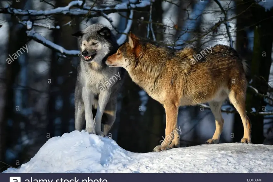 Альфа самец и Альфа самка волки