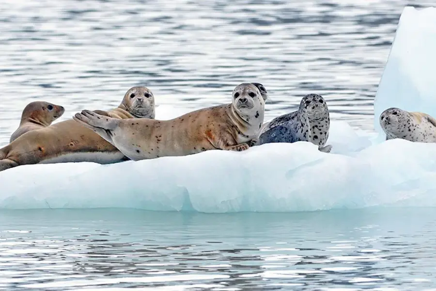 Аляска тюлени