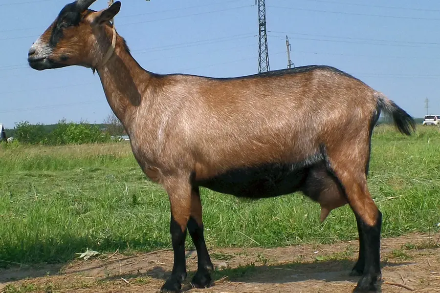Альпийская тоггенбургская коза