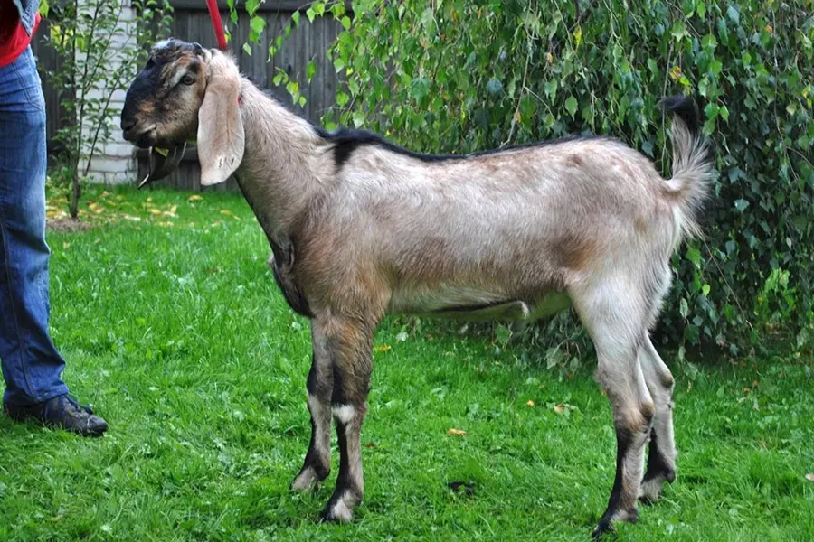 Альпо-нубийские козы