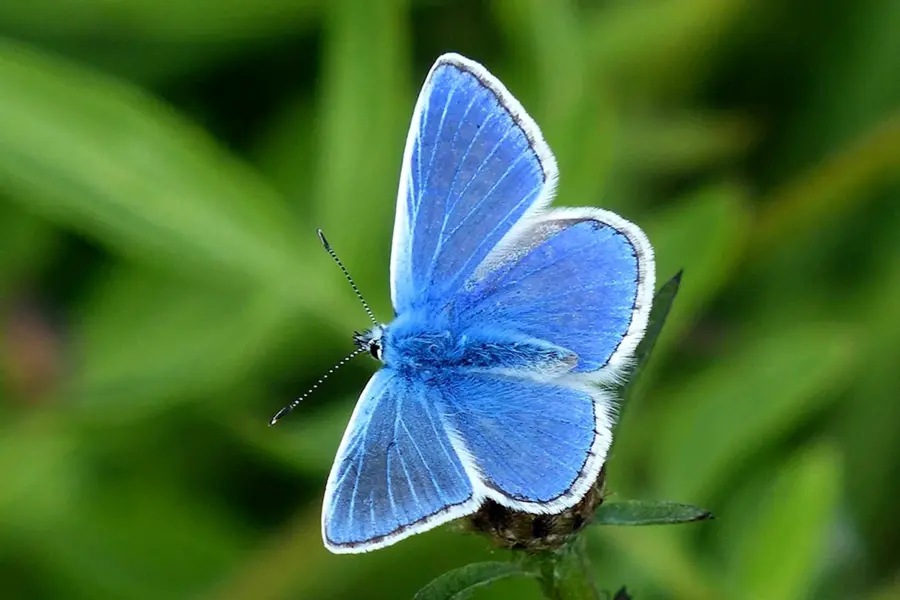 Алтайская бабочка голубая Ордынка