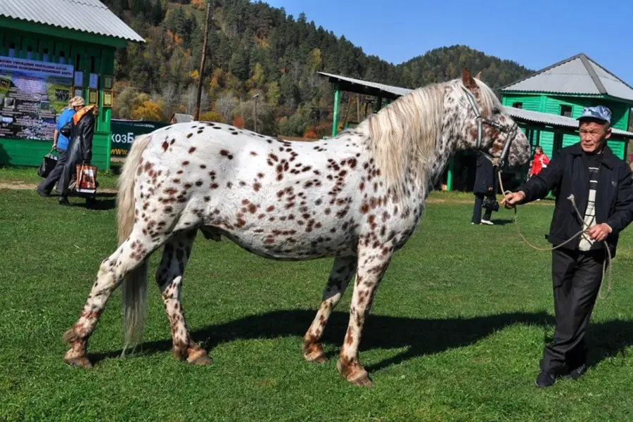 Алтайская чубарая порода лошадей