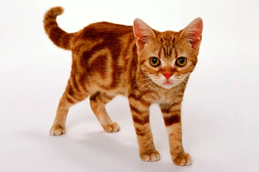 American Shorthair кошка рыжая