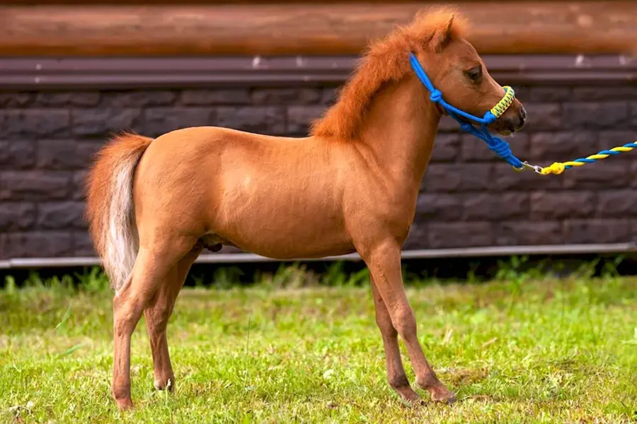 Американская миниатюрная Соловая лошадь