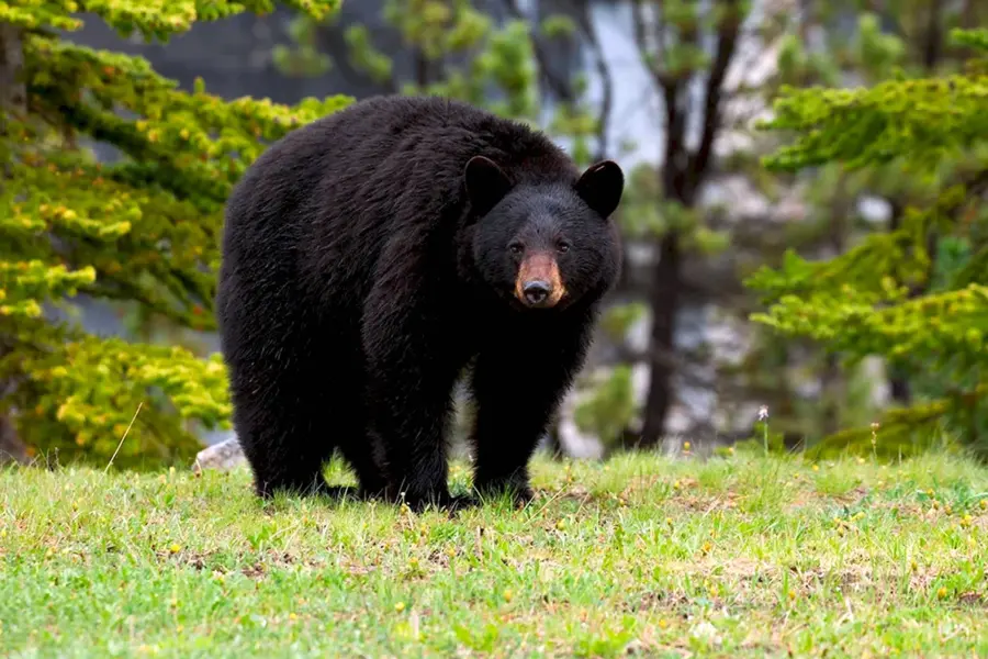 Американский черный медведь Барибал