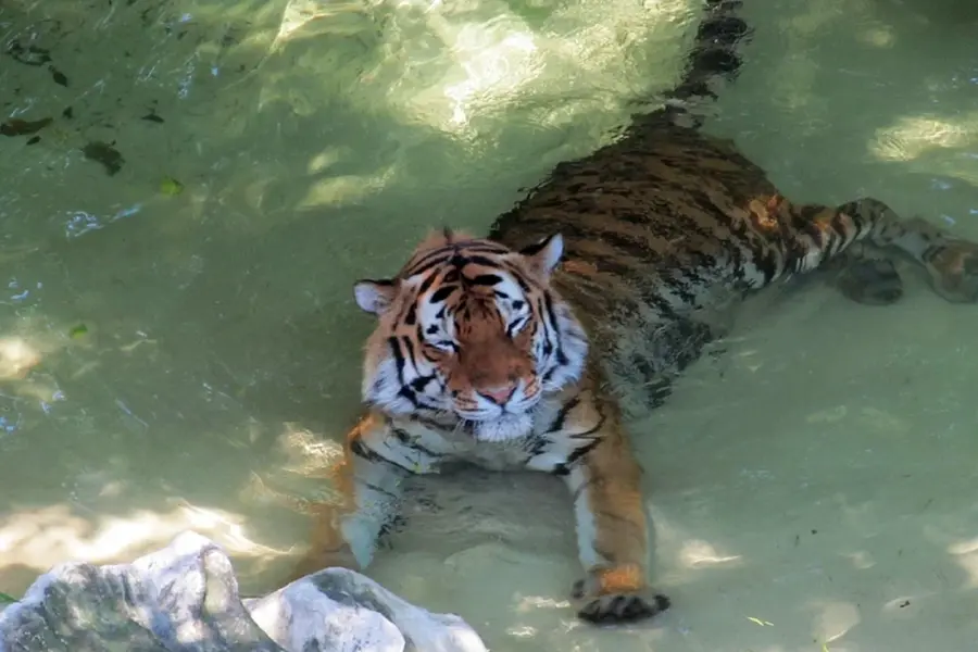 Амурский тигр купается