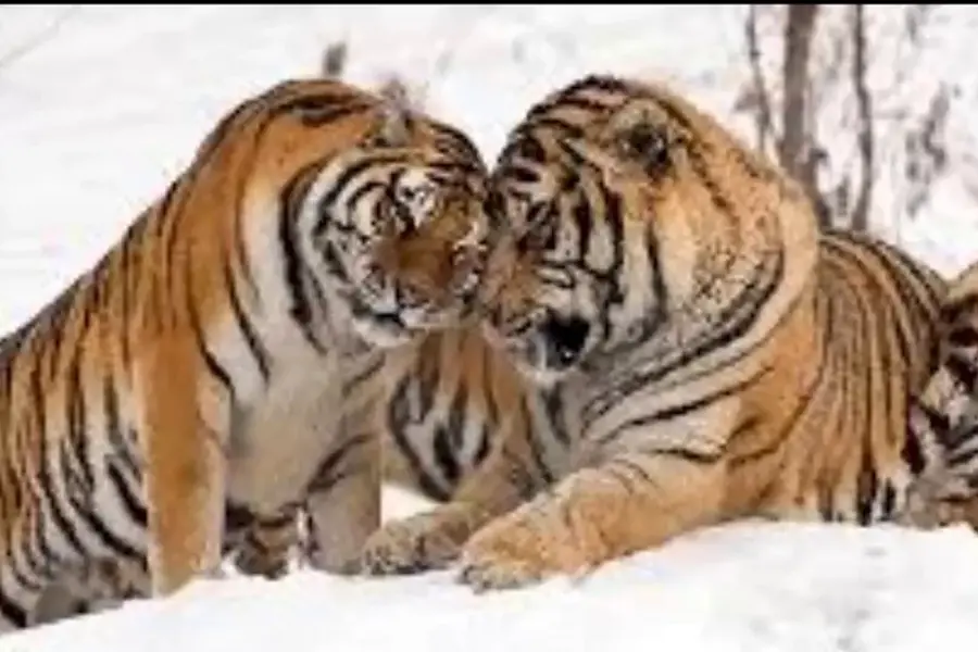 Амурский тигр самка