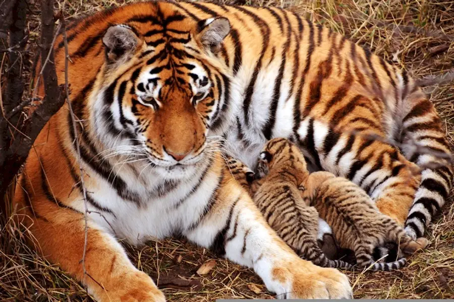 Амурский тигр Тайган