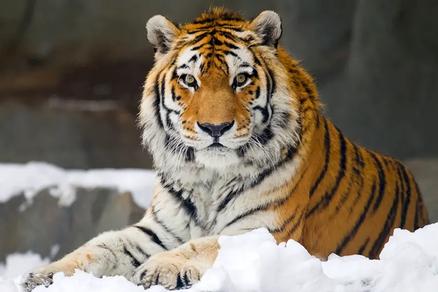 Амурский Уссурийский тигр
