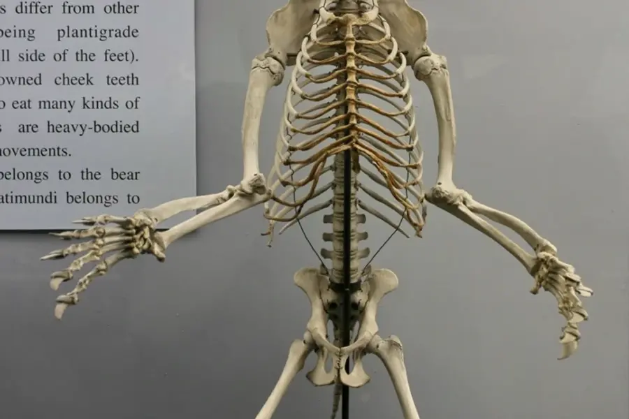 Анатомия бурого медведя скелет