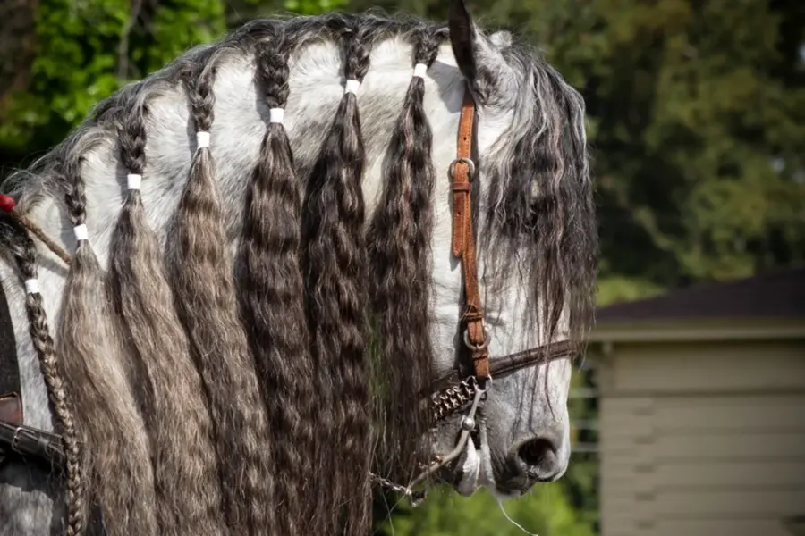Андалузская лошадь грива причёски