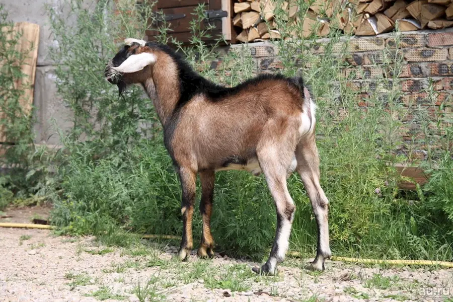 Англо нубийский козел
