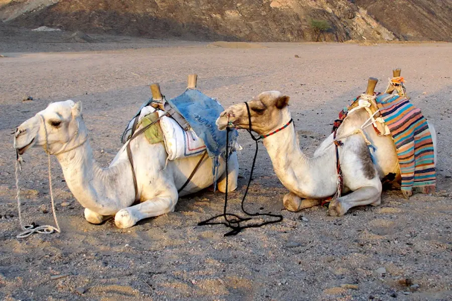 Арабиан верблюд