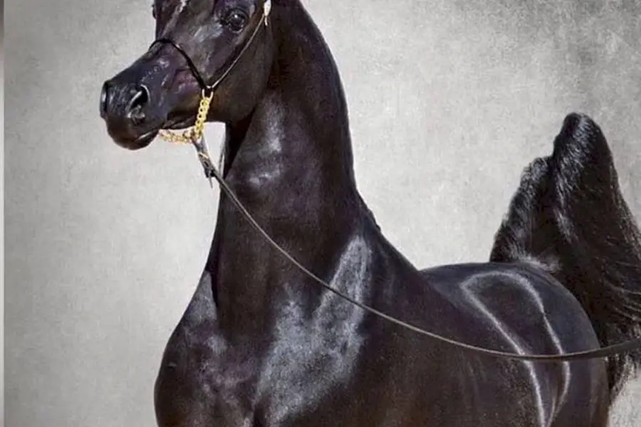 Арабская лошадь арабская чистокровная лошадь
