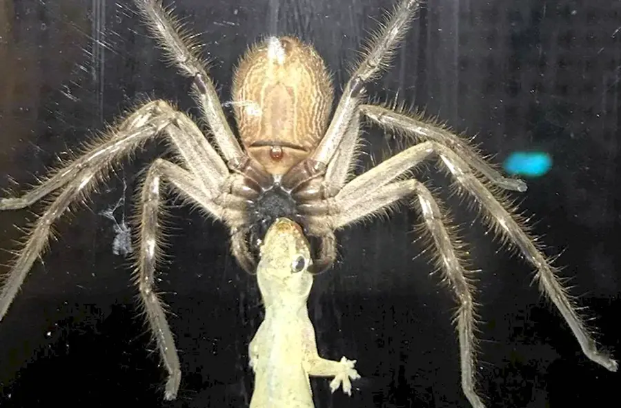 Арагог паук Австралия