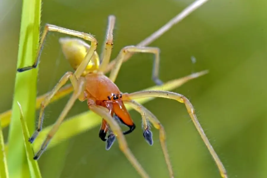 Арахнид желтый паук