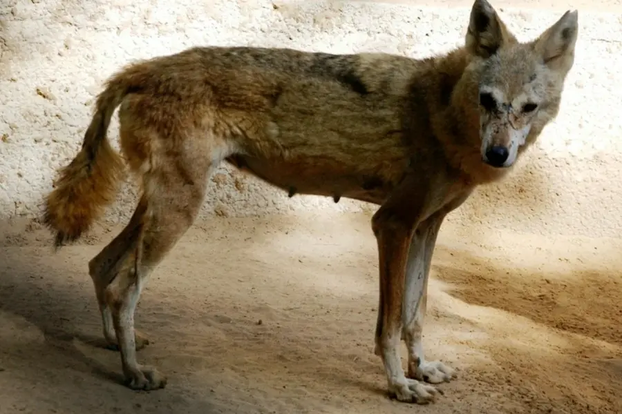 Аравийский волк