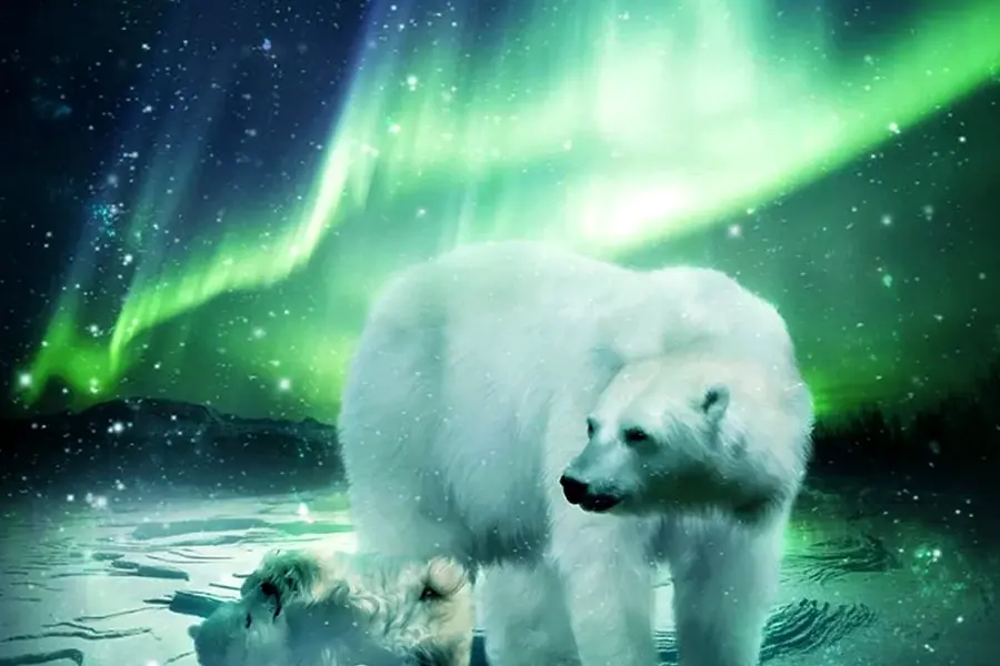 Арктика Северное сияние белые медведи
