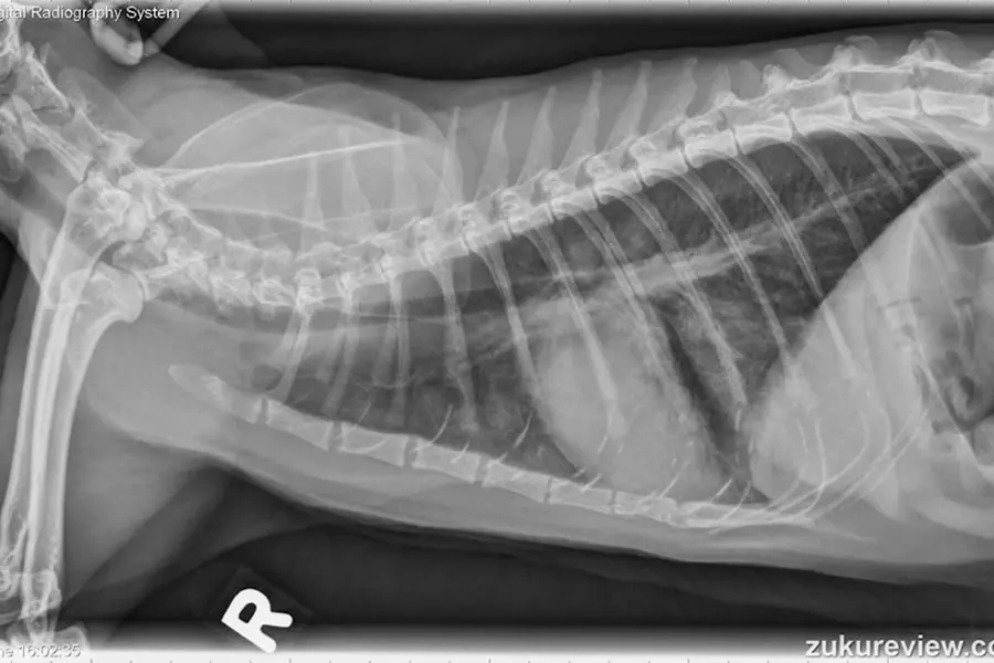 Аспирационная пневмония кошек на рентгене