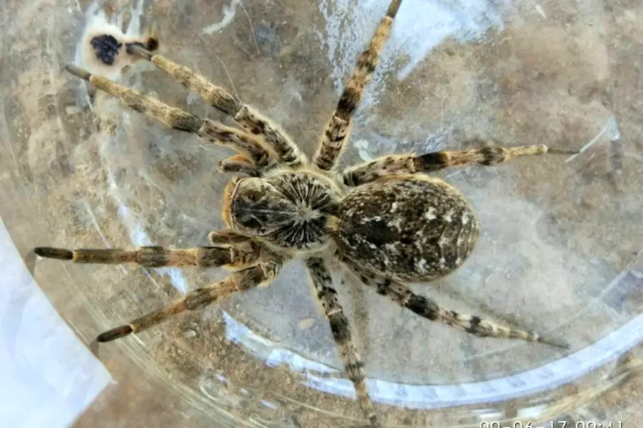 Астраханский паук Тарантул