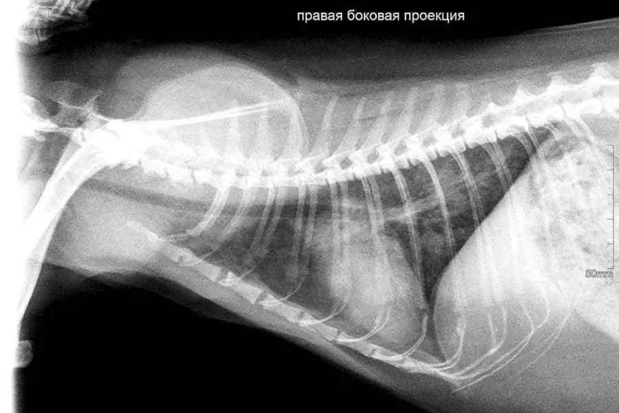 Ателектаз у кошки рентген