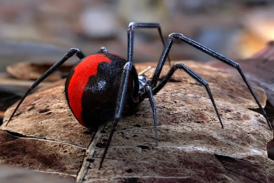 Австралийский красноспинный паук