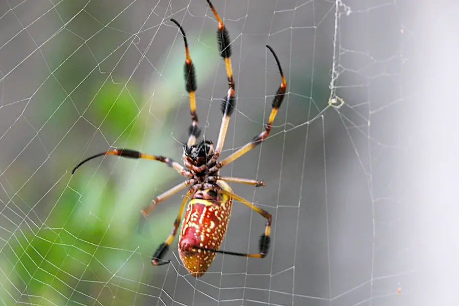 Австралийский паук Гладиатор