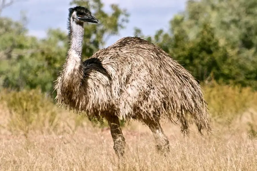 Австралийский страус эму