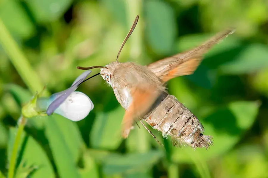 Бабочка Бражник-хоботник
