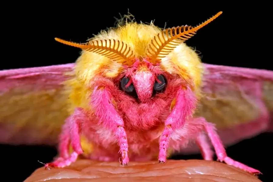 Бабочка Dryocampa rubicunda