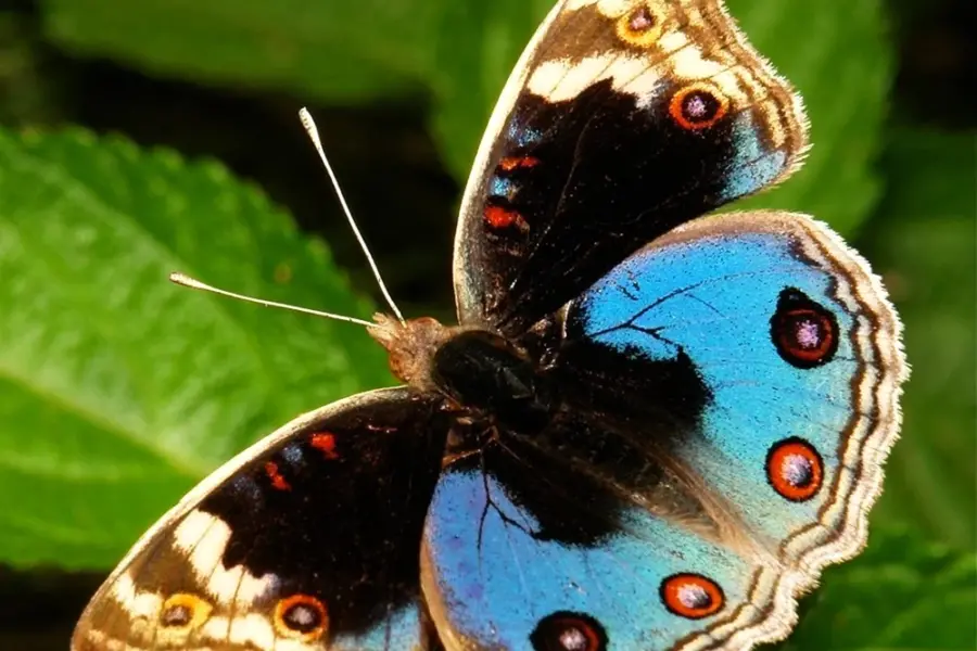 Бабочка Junonia orithya