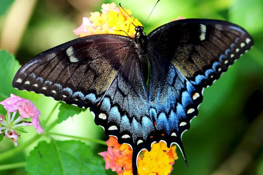 Бабочка Махаон ласточкин хвост