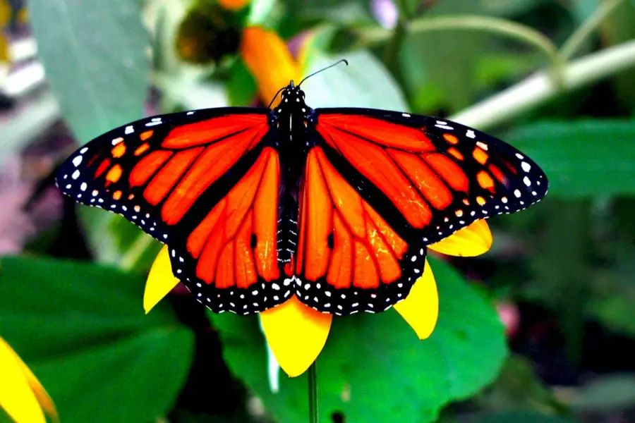 Бабочка Махаон оранжевая