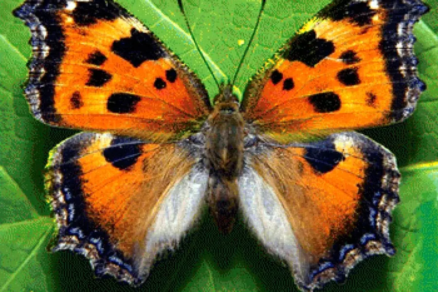Бабочка Nymphalis xanthomelas.
